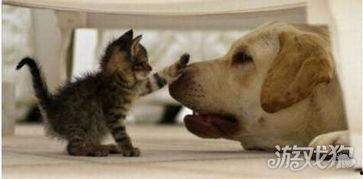 狗子直播爆料是真的吗视频,真相揭秘，视频内容真实性分析  第3张