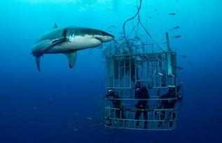 海洋爆料大白鲨事件视频,大白鲨神秘事件视频曝光 第3张 海洋爆料大白鲨事件视频,大白鲨神秘事件视频曝光 第3张